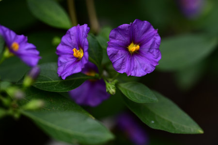 Purple flowers in the garden. Selective focus and shallow depth of field.の写真素材