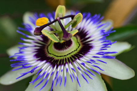 Passion fruit flower, Passiflora caeruleaの写真素材