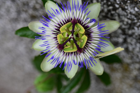 Passion fruit flower, Passiflora caeruleaの写真素材