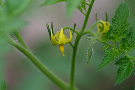 Green tomato plant with yellow flowers and green leaves on a blurred backgroundの写真素材