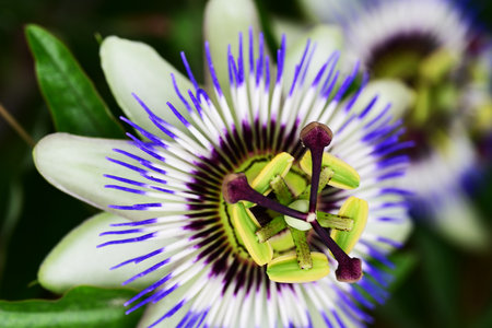 Passion flower (Passiflora caerulea)の写真素材