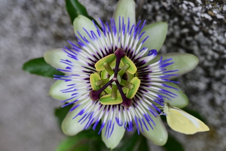 passion flower, passion flower, Passiflora caeruleaの写真素材