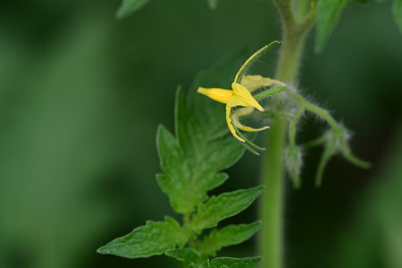 Close up of yellow flower of tomato plant on blurred green background.の写真素材