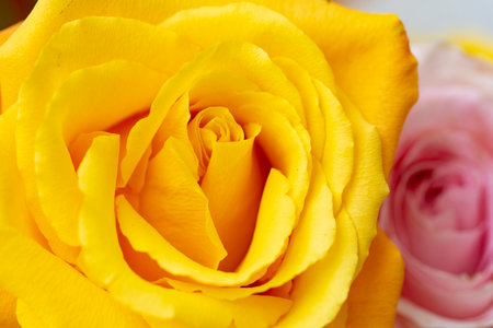 close up of beautiful yellow rose on white background, valentine conceptの写真素材