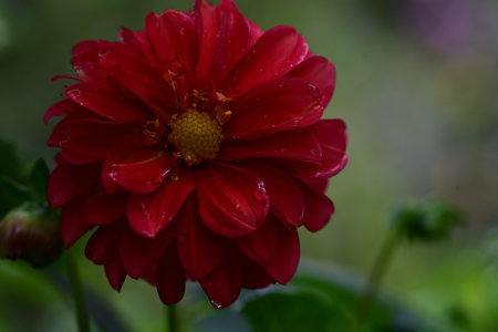 Red dahlia flower with raindrops on the petals.の写真素材