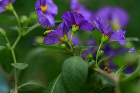 Purple flowers in the garden with green leaves. Close up.の写真素材