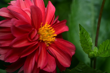 Close up of red dahlia flower with green leaf background.の写真素材