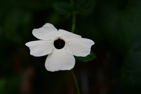White flower with raindrops on the petals in the garden.の写真素材