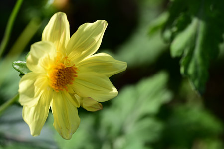 Yellow dahlia flower in the garden. Selective focus.の写真素材