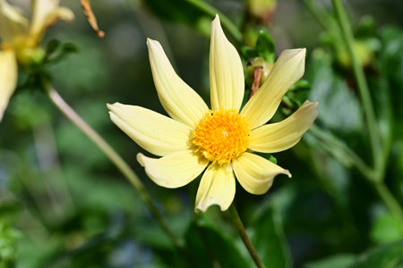 Yellow dahlia flower in the garden, closeup of photoの写真素材