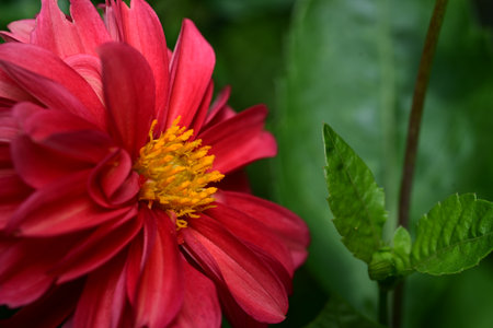 Red dahlia flower with green leaves background, closeup.の写真素材