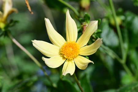 Yellow dahlia flower in the garden, closeup of photoの写真素材