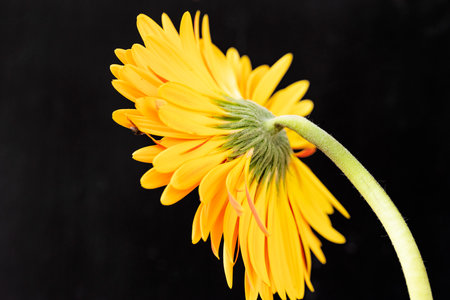 yellow gerbera flower isolated on black background close up macro photoの写真素材