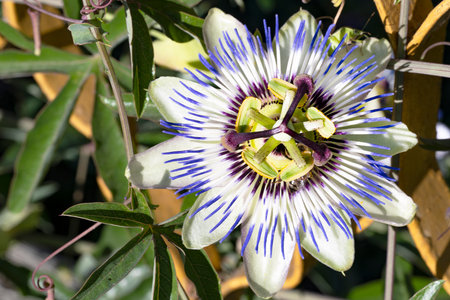 Passion fruit flower, Passiflora caeruleaの写真素材
