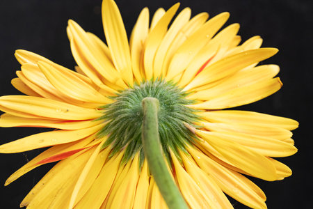 Yellow gerbera flower on black background close-up macro photographyの写真素材