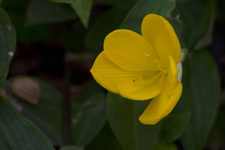 Flower of a yellow crocus (Crocus sanguinea)の写真素材