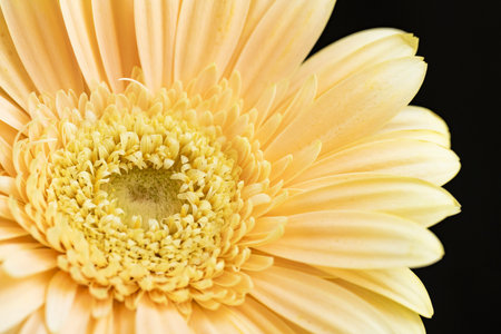 Close up of yellow gerbera flower, isolated on black backgroundの写真素材