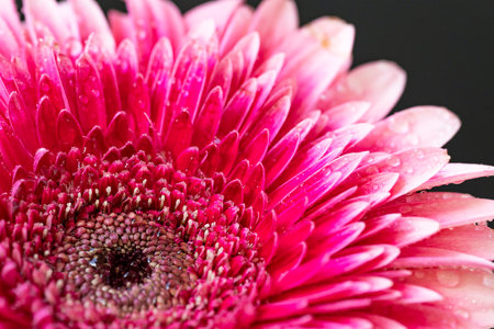 Pink gerbera flower with water drops on petals close upの写真素材