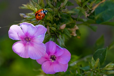 ladybug on a phlox flower in a summer gardenの写真素材
