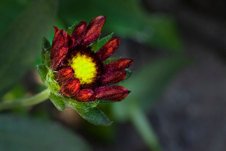 Red flower of Chrysanthemum grandiflorum, closeupの写真素材