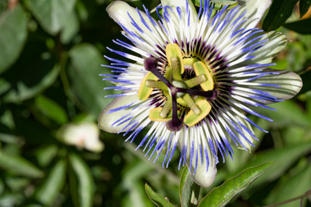 Passion fruit flower - Passiflora caeruleaの写真素材
