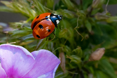 ladybug on a flower in the garden in summer. macroの写真素材