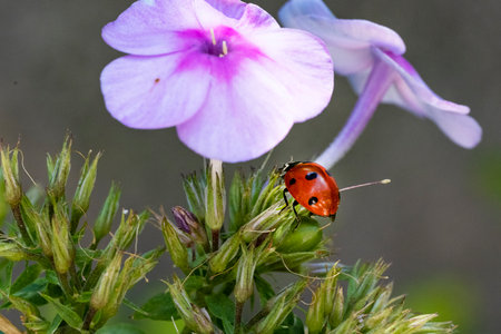 Ladybug on phlox flower. Ladybug on phlox flower.の写真素材