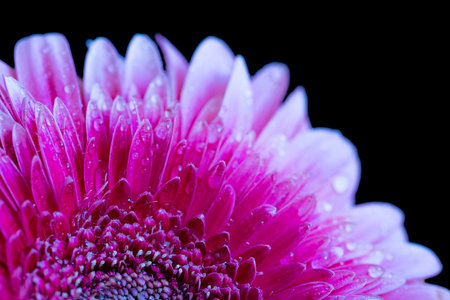 Beautiful pink gerbera flower on black background, close upの写真素材