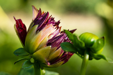 Close-up of a dahlia flower in the garden.の写真素材