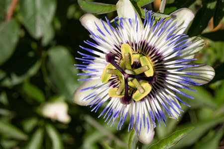 Passiflora caerulea, Passiflora caerulea, passionflowerの写真素材