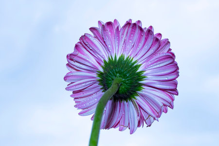 purple gerbera flower with water drops on blue sky backgroundの写真素材
