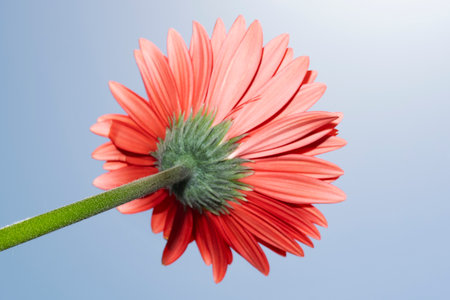 Red gerbera flower on blue sky background, close-upの写真素材