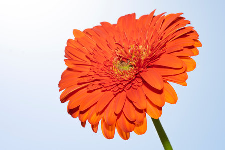 Orange gerbera flower on blue sky background, close-upの写真素材