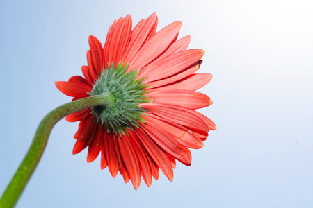 Red gerbera flower isolated on white background with copy space.の写真素材