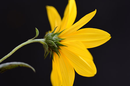 Close up of yellow flower on black background. Shallow depth of field.の写真素材