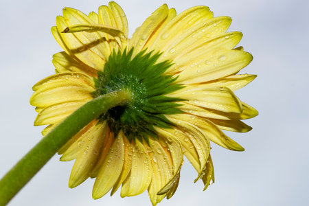 Yellow gerbera with water drops on petals, close upの写真素材