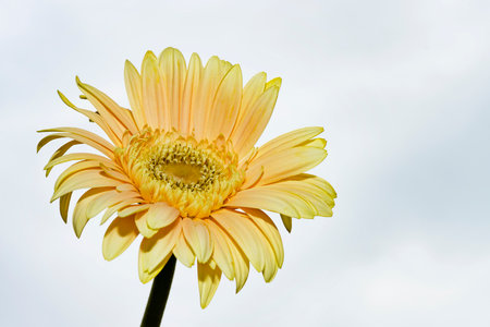 Yellow gerbera flower isolated on white background. Close up.の写真素材