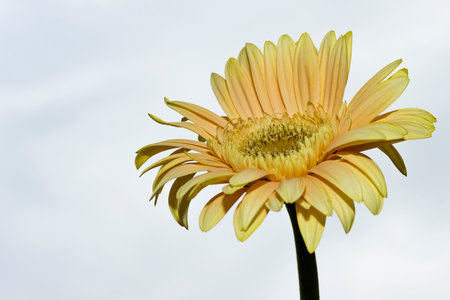 Yellow gerbera flower on a white background. Close-up.の写真素材