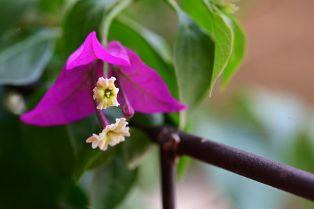 Bougainvillea flower in the garden, selective focus.の写真素材