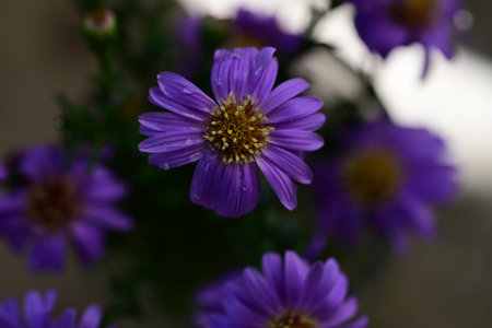 Purple asters in a vase on a dark background.の写真素材