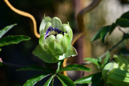 Passiflora caerulea flower in the garden.の写真素材