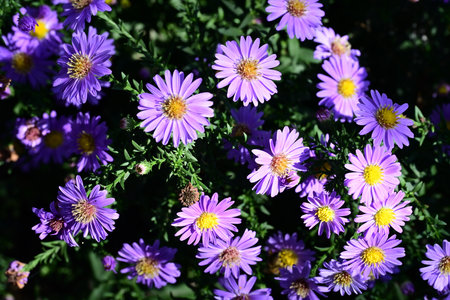 Purple flowers of asters in the garden on a sunny dayの写真素材