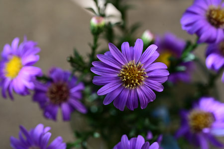 purple asters in the garden on a background of greeneryの写真素材