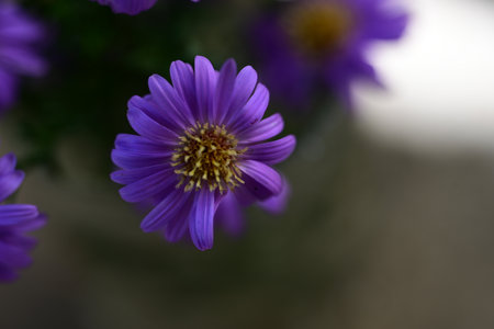 purple daisies in the garden, shallow depth of fieldの写真素材