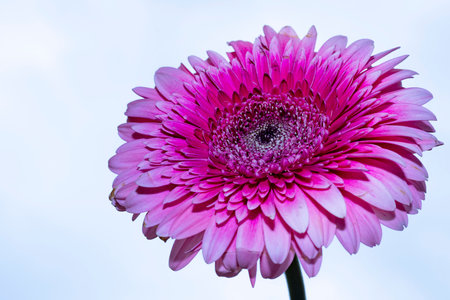 Pink gerbera flower isolated on white background. Close up.の写真素材