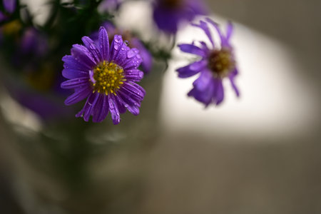 Purple aster flowers in a glass vase on a gray background