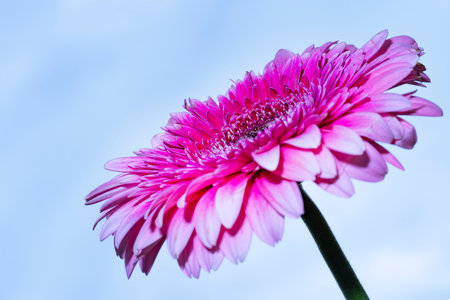 Pink gerbera flower on blue sky background, close-upの写真素材