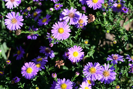 purple daisies in the garden, note shallow depth of fieldの写真素材