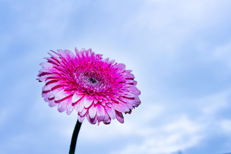 Pink gerbera flower on blue sky background with copy space.の写真素材