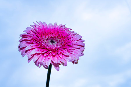 Pink gerbera flower on blue sky background with copy space.の写真素材